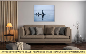 Gallery Wrapped Canvas, Three Killer Whales With Huge Dorsal Fins At Vancouver Island