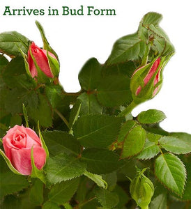 Classic Budding Rose, Large
